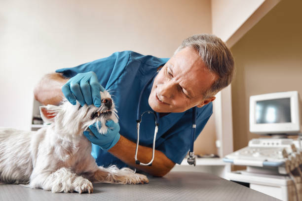 Best Same-Day Dentist Appointment  in Vandercook Lake, MI